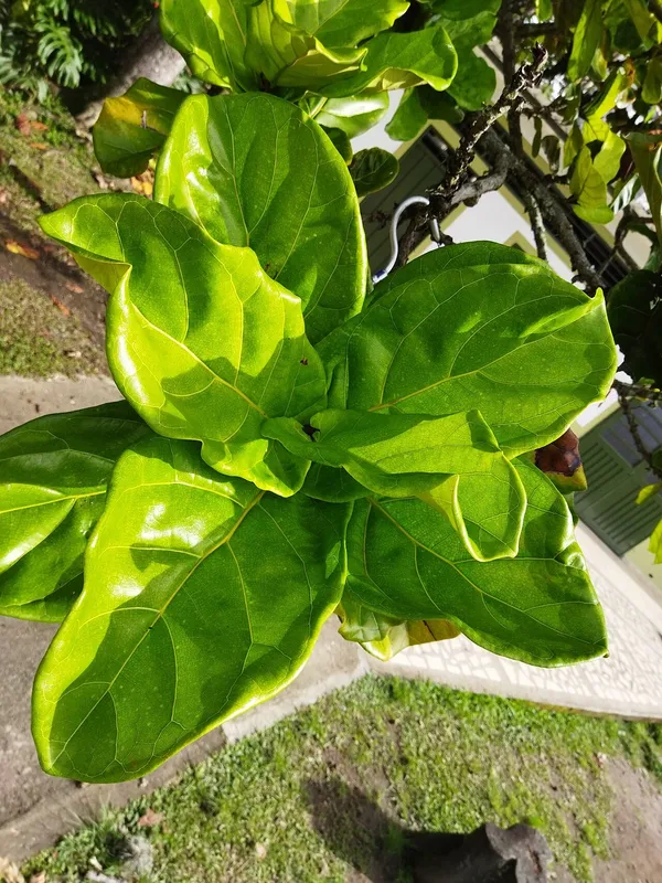 Fiddle Leaf Fig