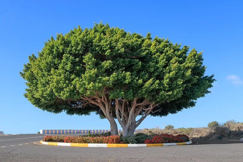 Ginseng Ficus (Ficus microcarpa)
