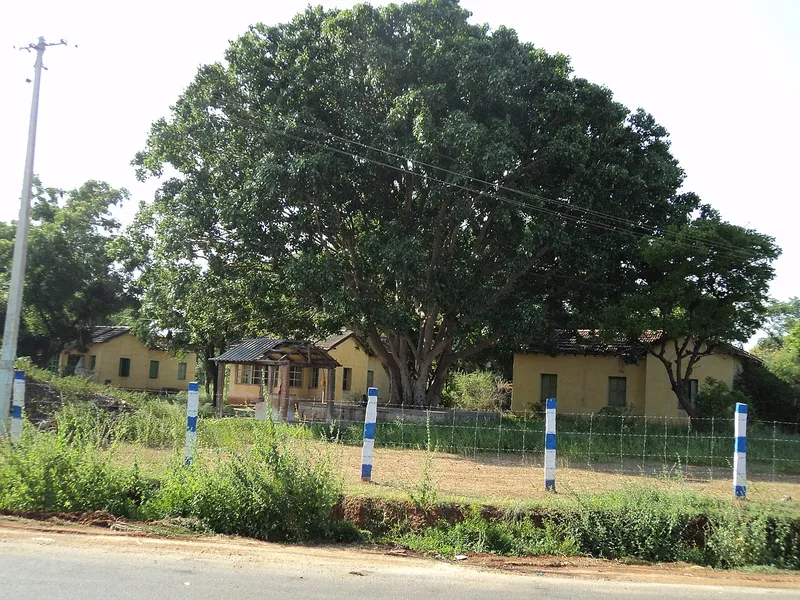 Sacred Fig