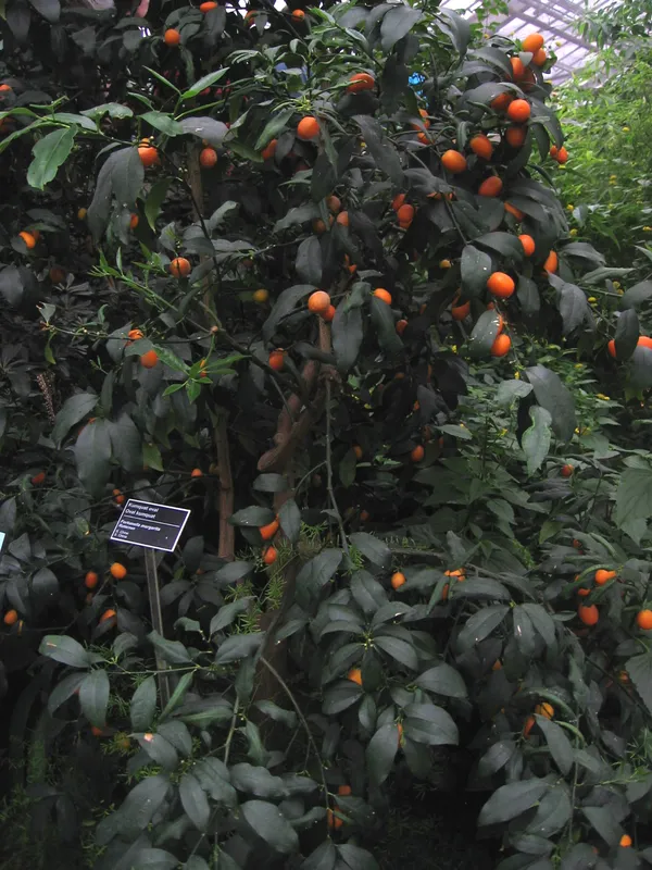 Kumquat