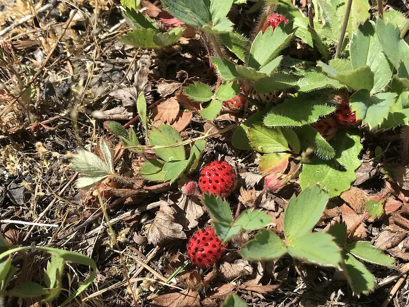 Garden Strawberry