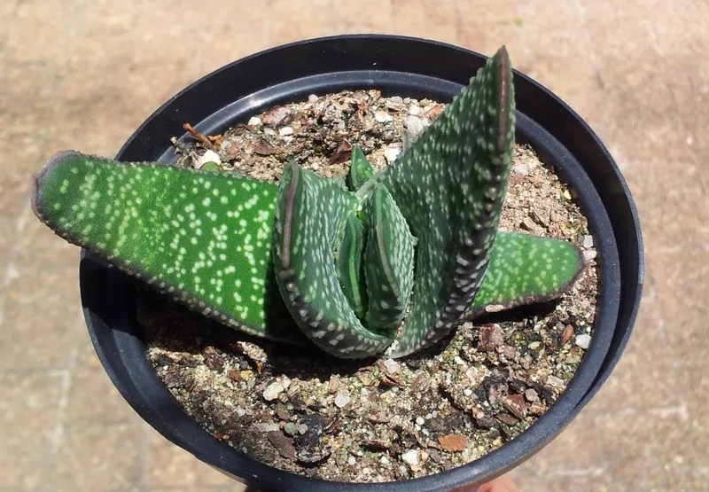 Ox Tongue (Gasteria carinata)
