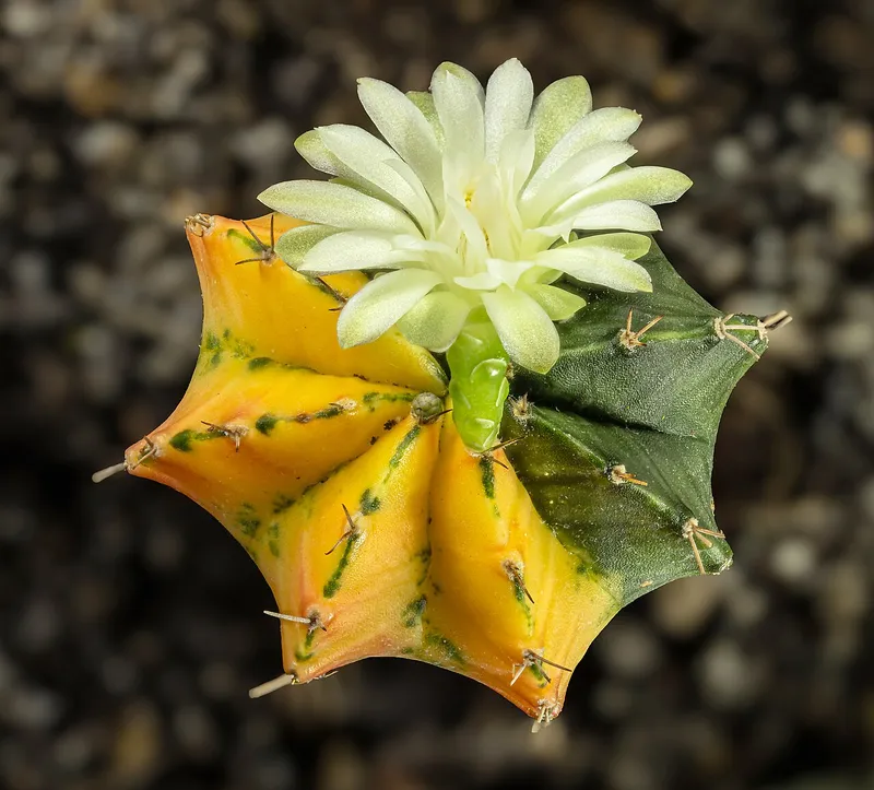 Moon Cactus