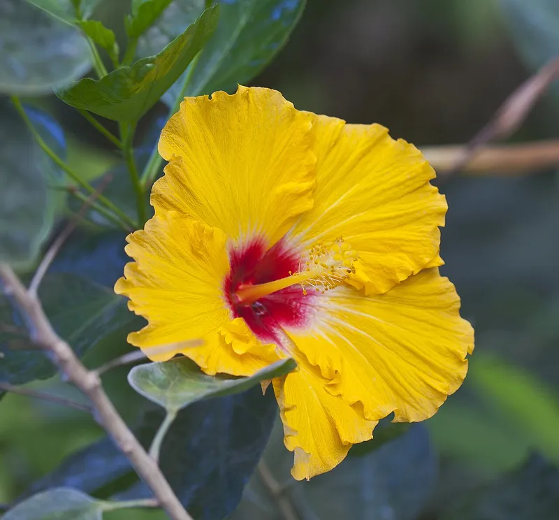 Chinese Hibiscus
