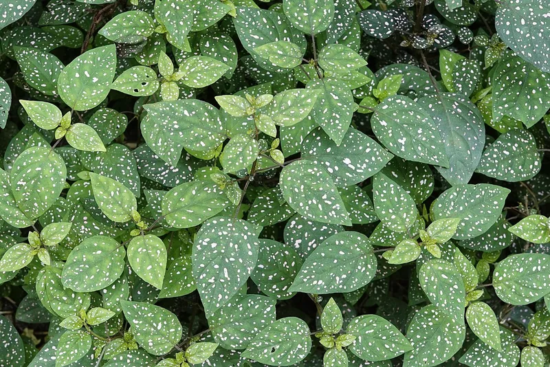 Polka Dot Plant (Hypoestes phyllostachya)