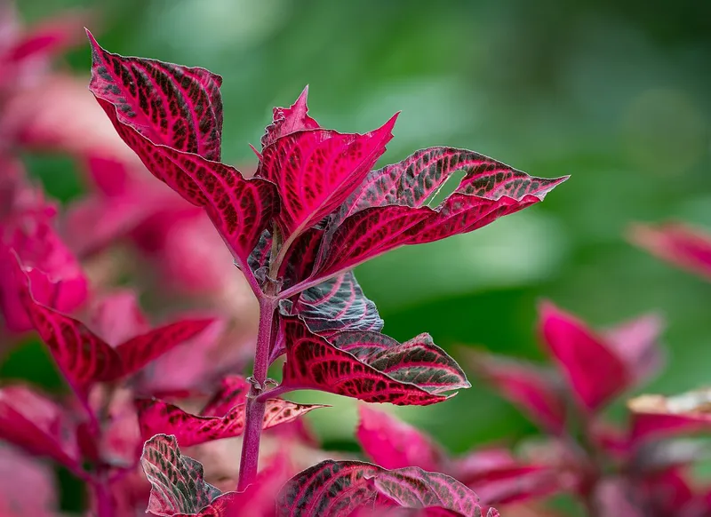 Blood Leaf (Iresine herbstii)