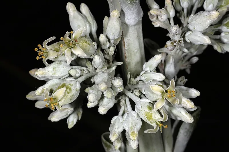 Flapjacks (Kalanchoe luciae)