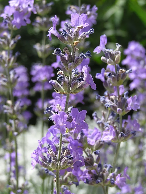 English Lavender (Lavandula angustifolia)