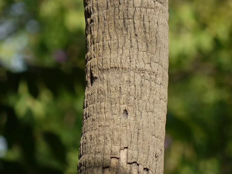 Chinese Fan Palm