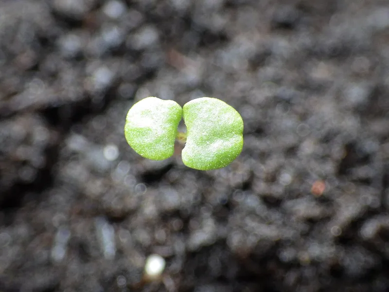 Sweet Marjoram