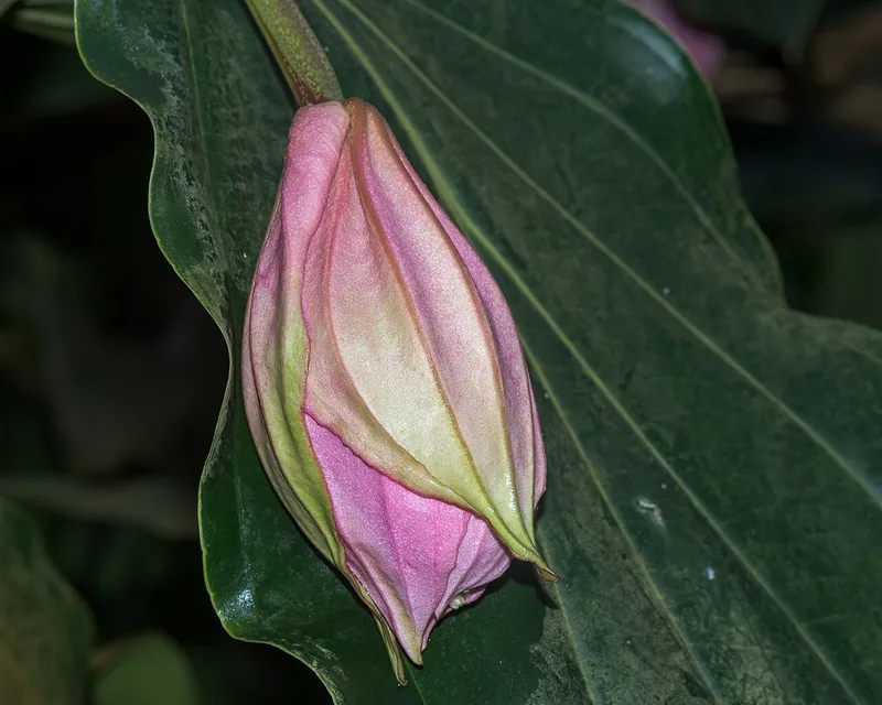 Malaysian Orchid (Medinilla magnifica)