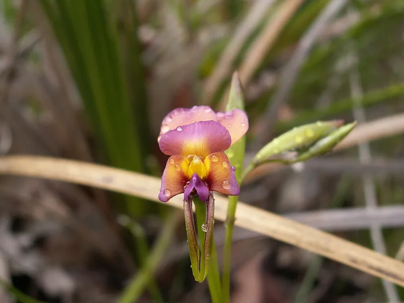 Pansy Orchid