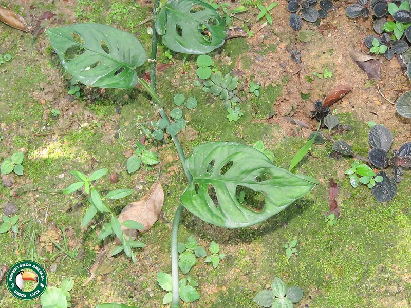 Swiss Cheese Vine