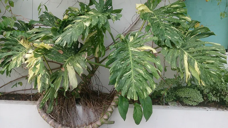 Variegated Monstera (Monstera deliciosa 'Albo')