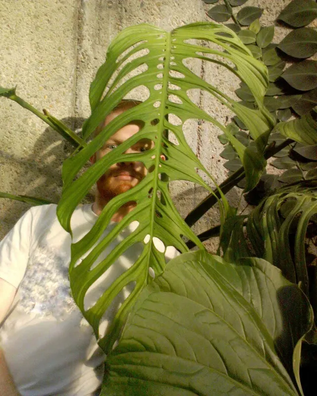 Five Holes Plant