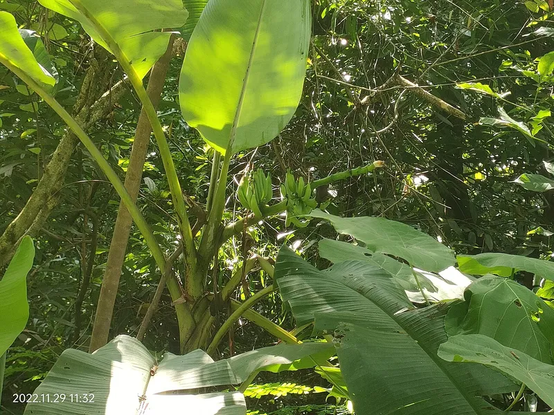 Dwarf Banana
