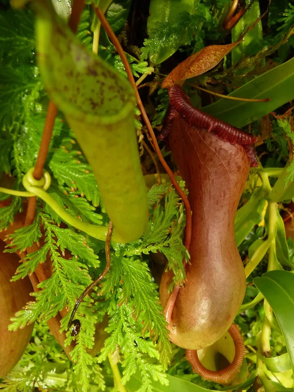 Tropical Pitcher Plant