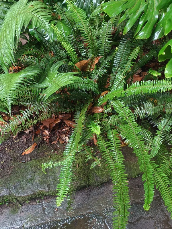 Boston Fern (Nephrolepis exaltata)