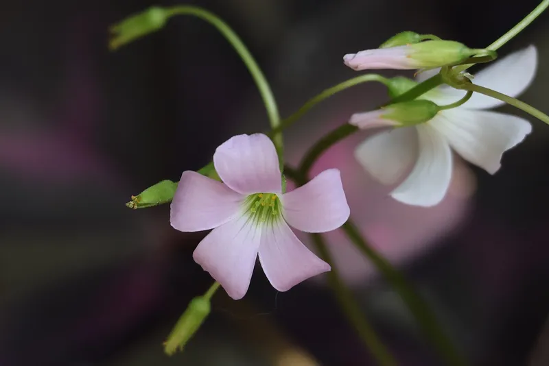 Purple Shamrock
