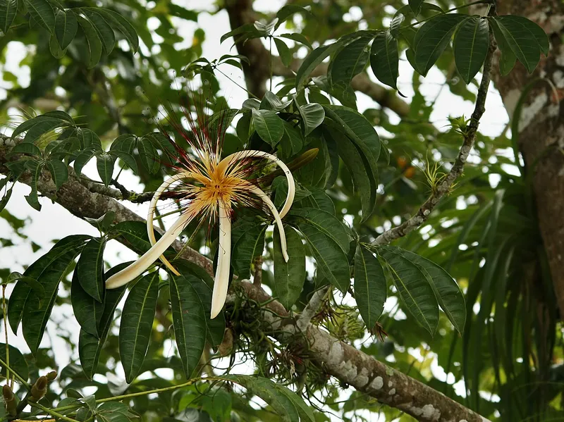 Money Tree