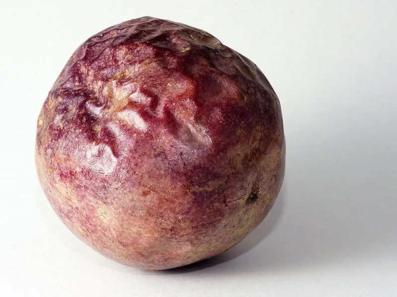 Passion Fruit (Passiflora edulis)