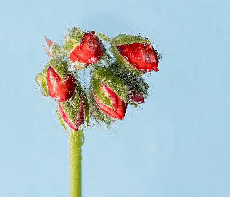 Geranium (Pelargonium × hortorum)