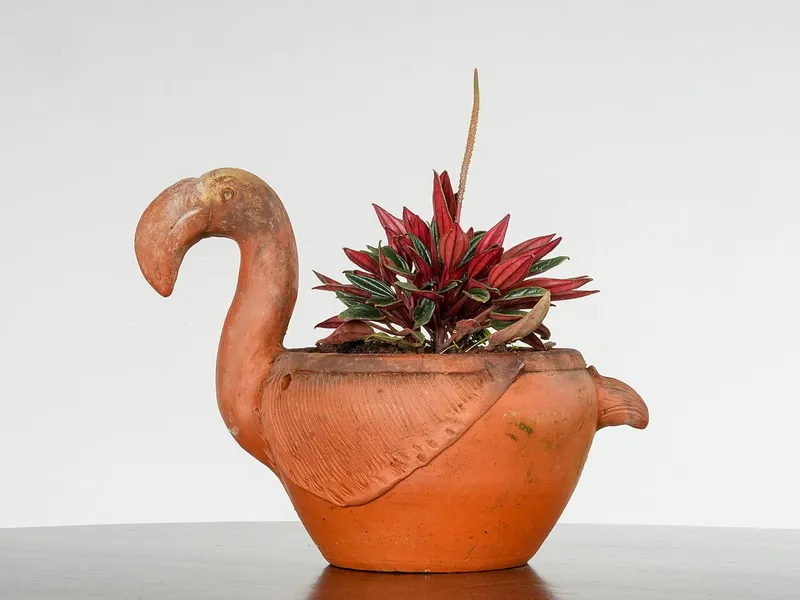 Ripple Peperomia