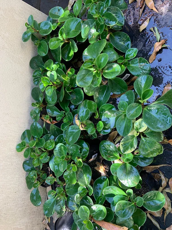 Baby Rubber Plant