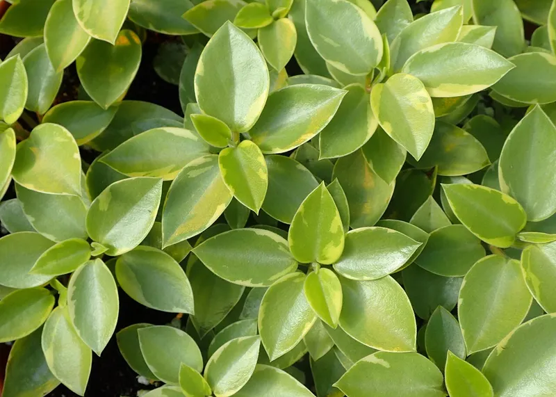 Pixie Peperomia (Peperomia orba)