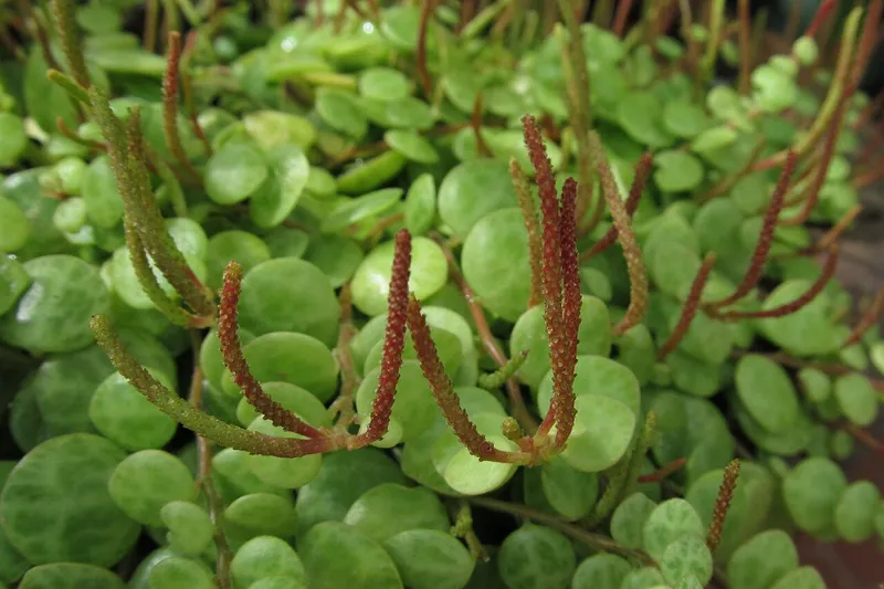 String of Turtles