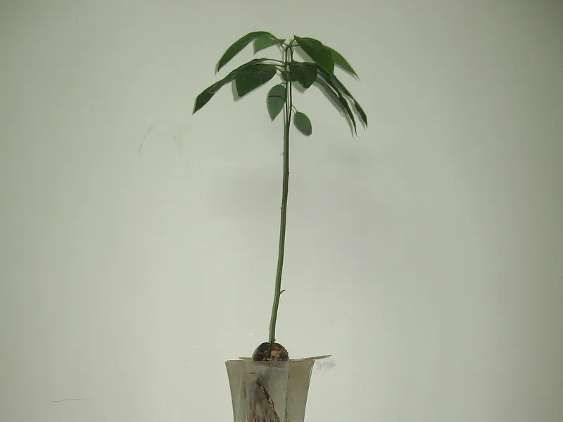 Avocado
