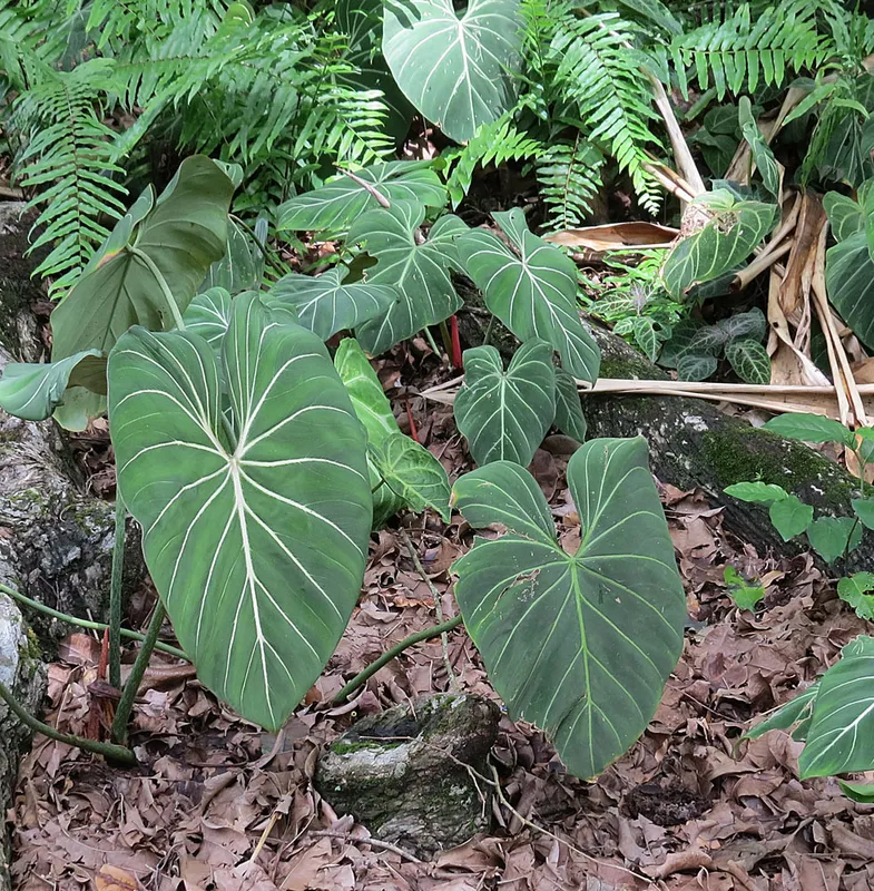 Philodendron Gloriosum