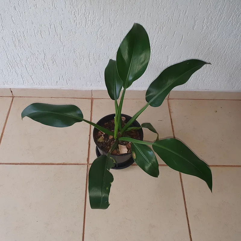 Velvet Leaf Philodendron