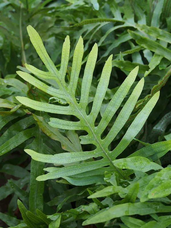 Blue Star Fern