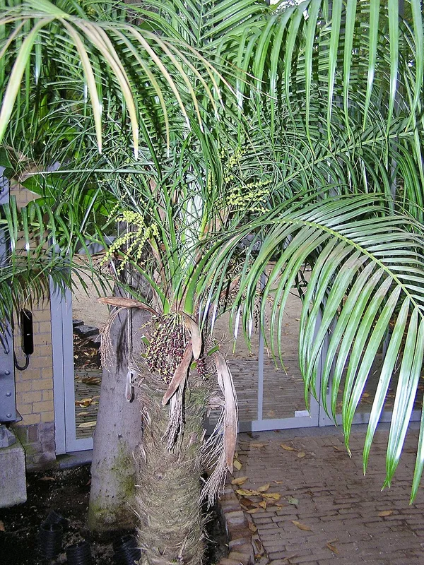 Pygmy Date Palm (Phoenix roebelenii)