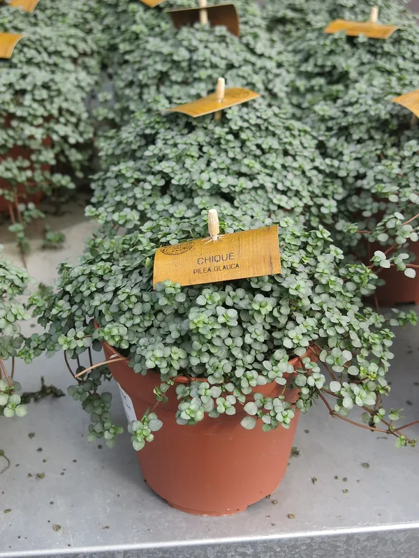 Silver Sparkle Pilea (Pilea glauca)