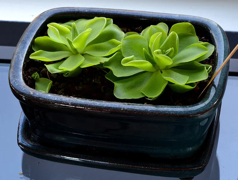 Butterwort