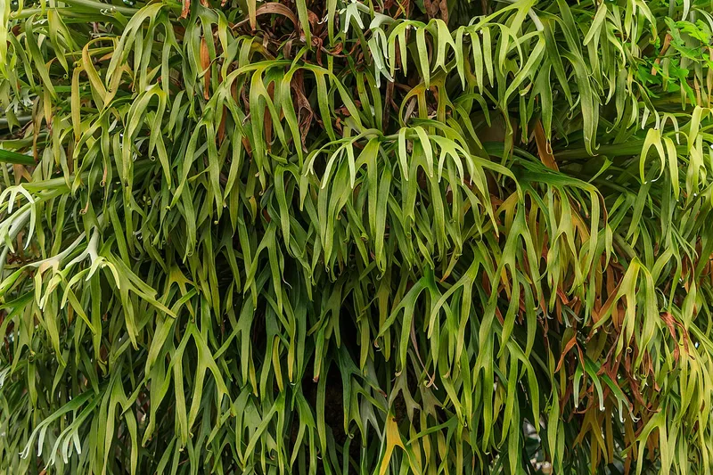 Staghorn Fern