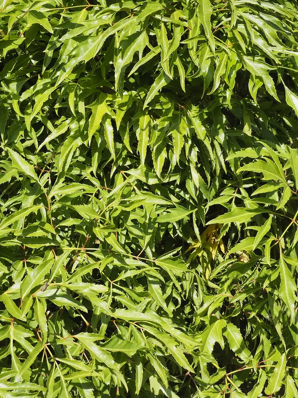 Ming Aralia