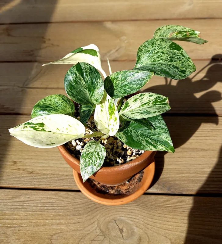 Golden Pothos (Epipremnum aureum)