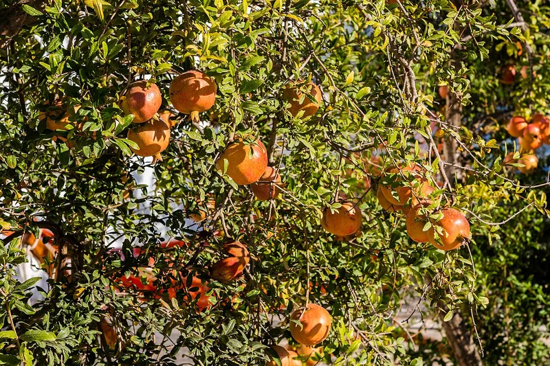 Pomegranate