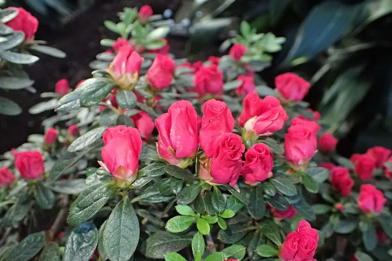 Azalea