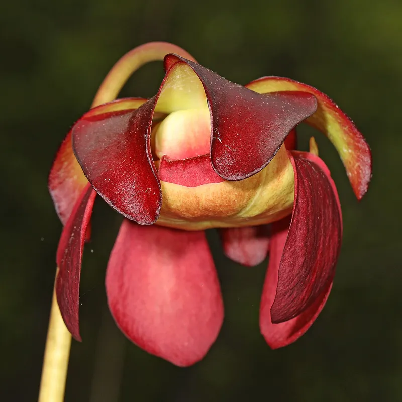 Purple Pitcher Plant