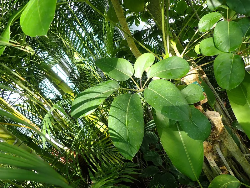 Umbrella Tree