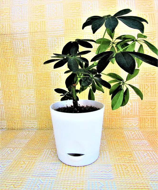 Dwarf Umbrella Tree