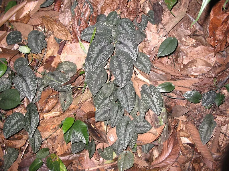 Moonlight Scindapsus (Scindapsus treubii)