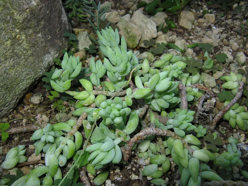 Baby Burro's Tail (Sedum burrito)