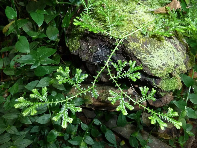 Spike Moss