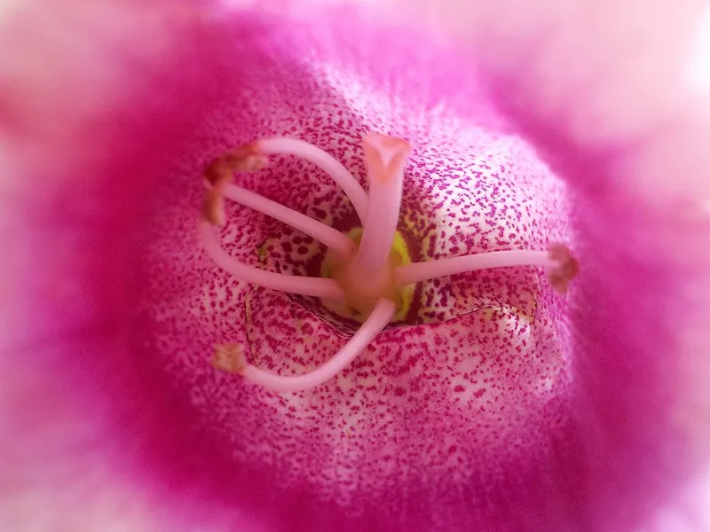Florist's Gloxinia
