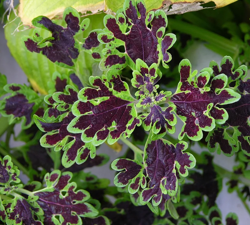 Coleus